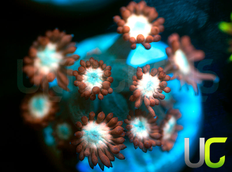 UC Cosmic Candy Goni