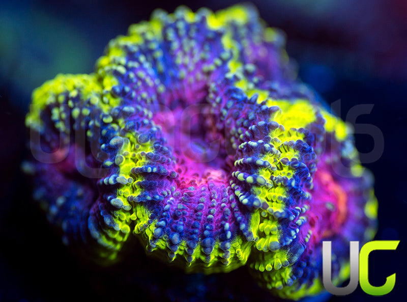 UC Legion of Doom Favia