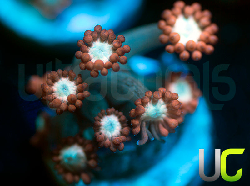 UC Cosmic Candy Goni