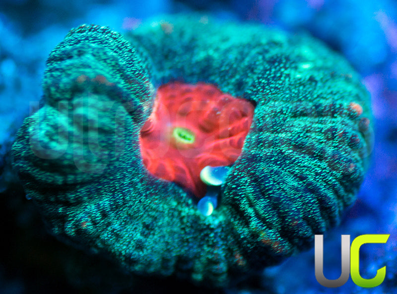 Hamster in a Blender Favia