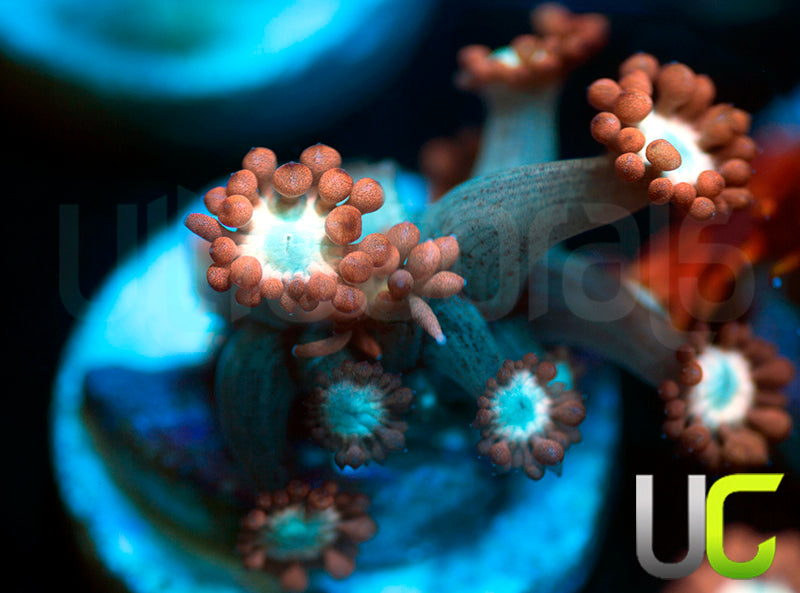 UC Cosmic Candy Goni