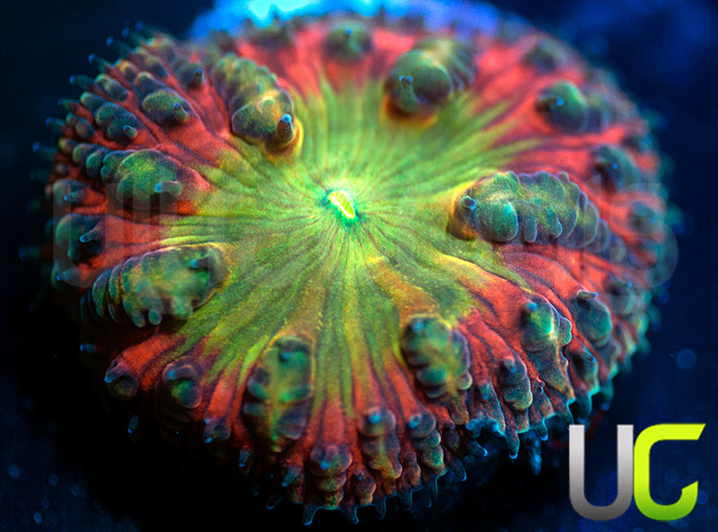 BSA TT Twister Blasto