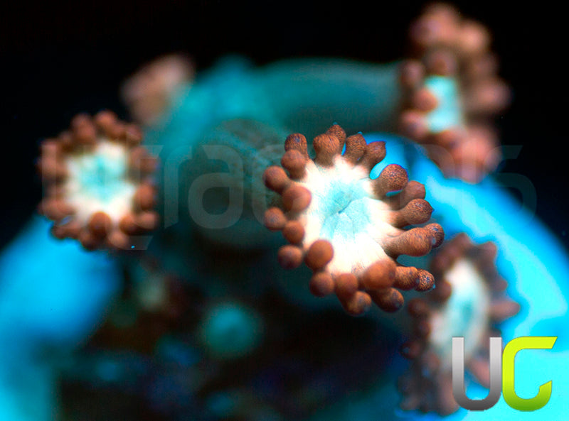 UC Cosmic Candy Goni