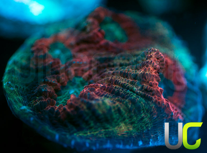 UC Dragon Mist Mycedium Chalice