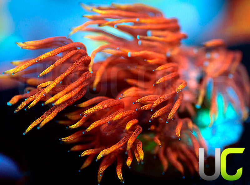 ECC Burning Man Goni