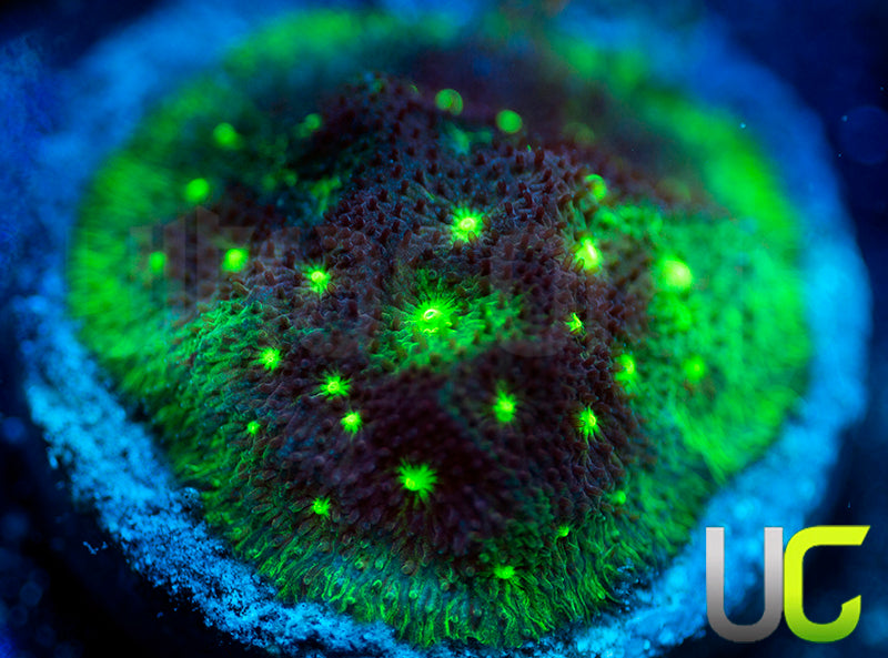 UC Bloody Sunday Psammocora