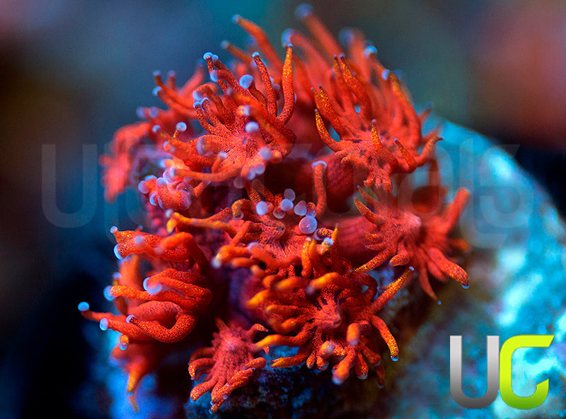 ECC Burning Man Goni