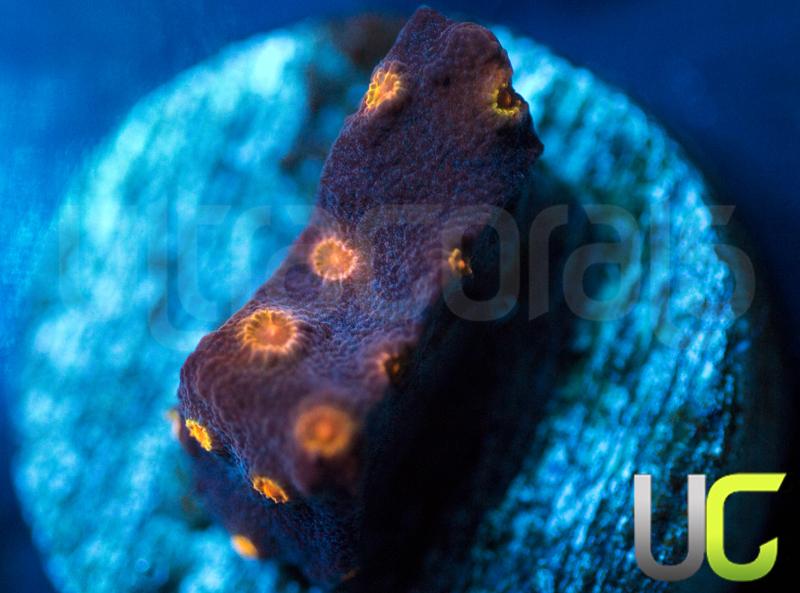 Mega Magenta Cyphastrea