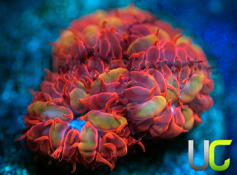 UC Blue Ravens Blastos