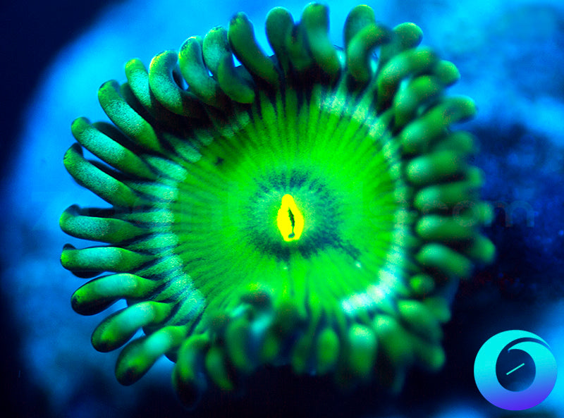Green People Eater