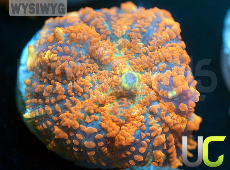 UC Monarch Mushroom