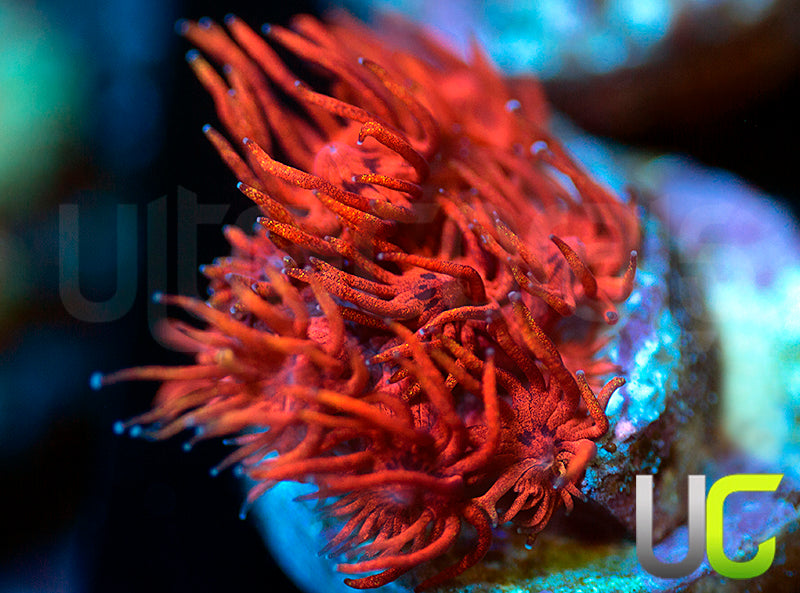 ECC Burning Man Goni