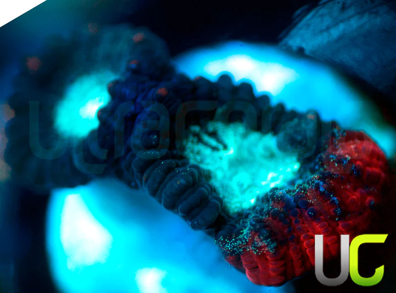 NEW RELEASE: UC Devils Rim Favia