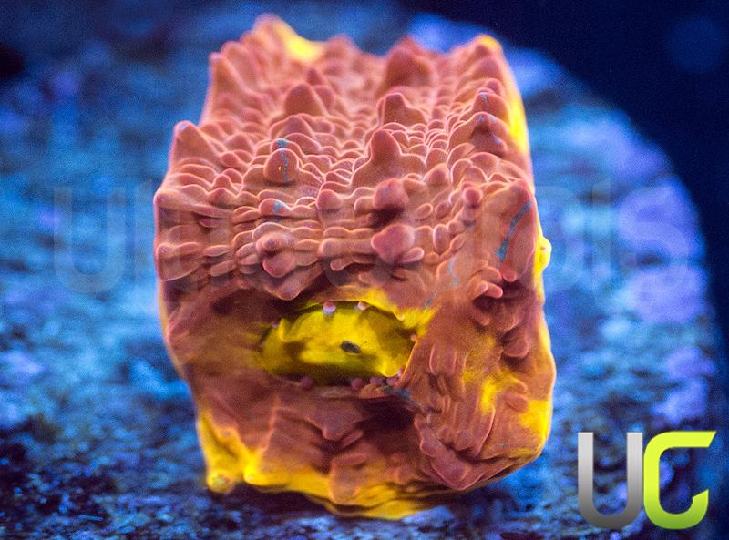 CB Flaming Bugatti Chalice