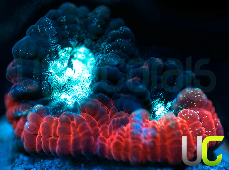 NEW RELEASE: UC Devils Rim Favia