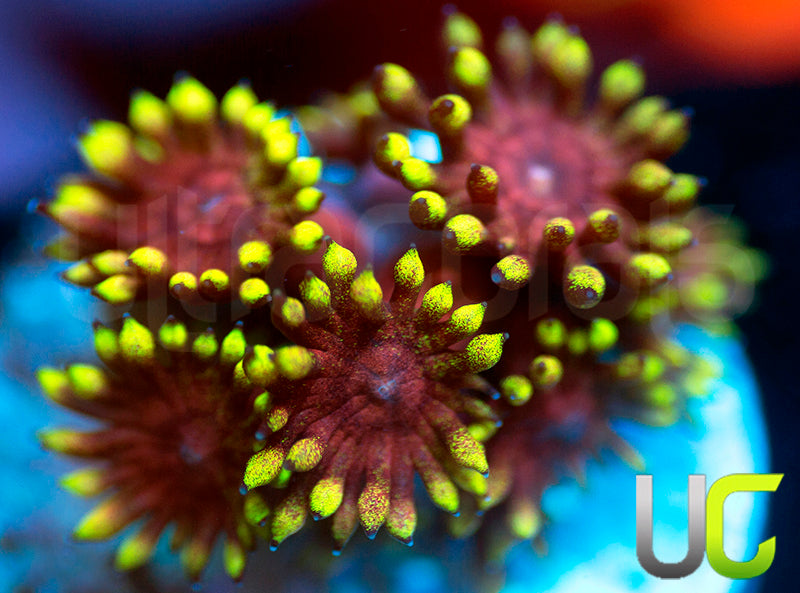 Pedros Rainbow Glitter Goni