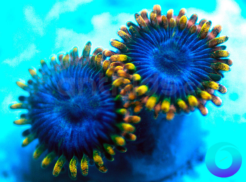 NEW RELEASE: Tricked Out