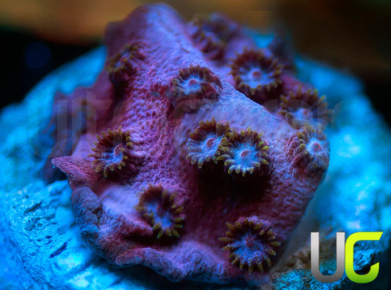 UC Strawberry Shortcake Cyphastrea