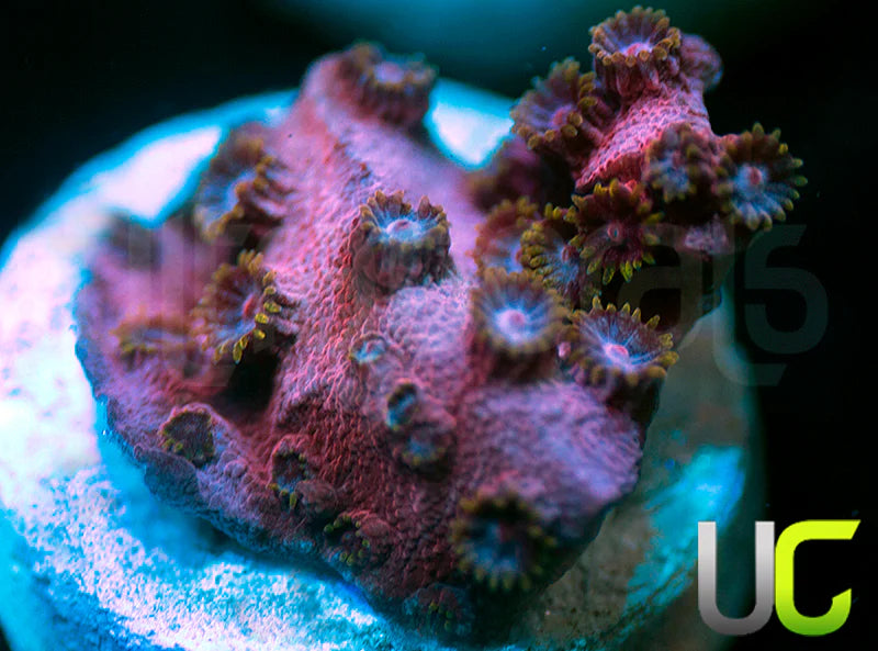 UC Strawberry Shortcake Cyphastrea