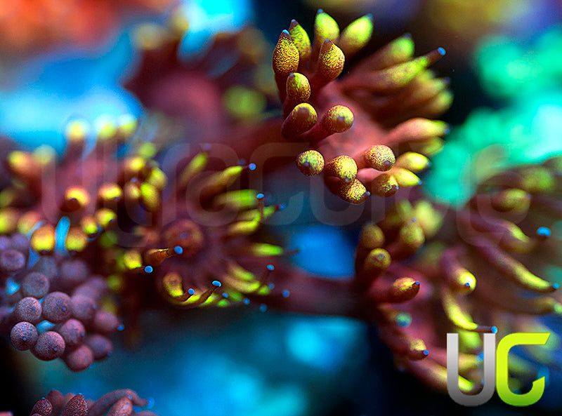 Pedros Rainbow Glitter Goni