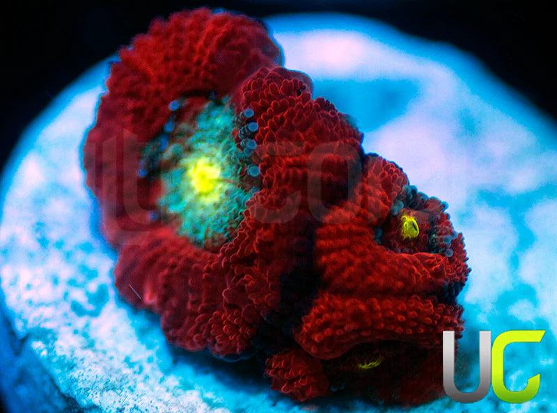 UC Red Ripper Micro Amakusensis