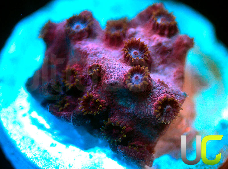 UC Strawberry Shortcake Cyphastrea