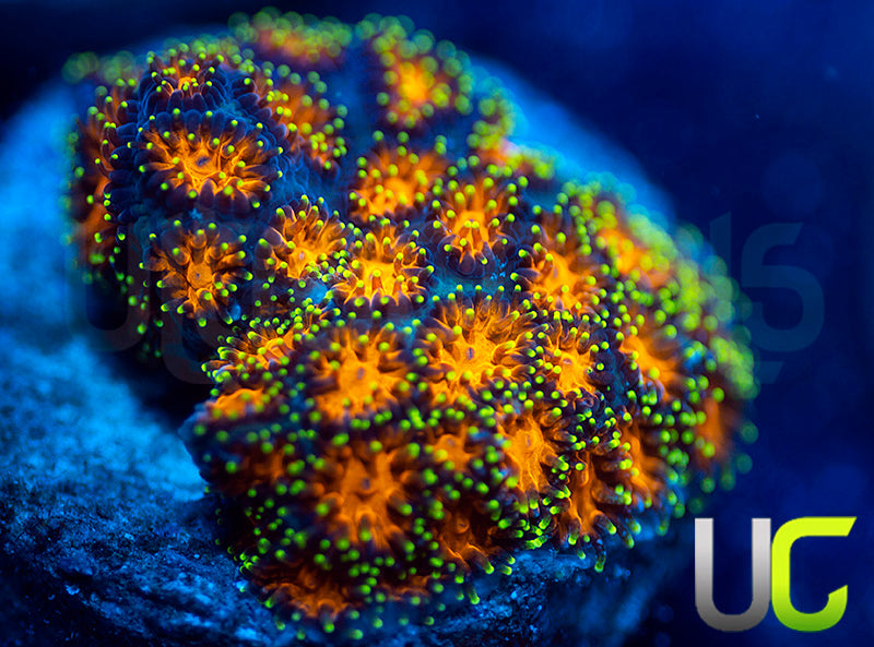 UC Lightning Tip Leptastrea