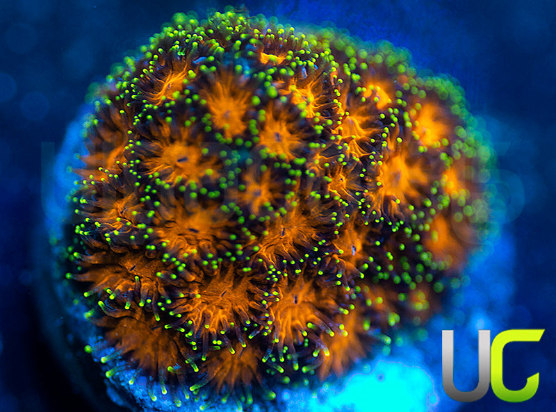 UC Lightning Tip Leptastrea