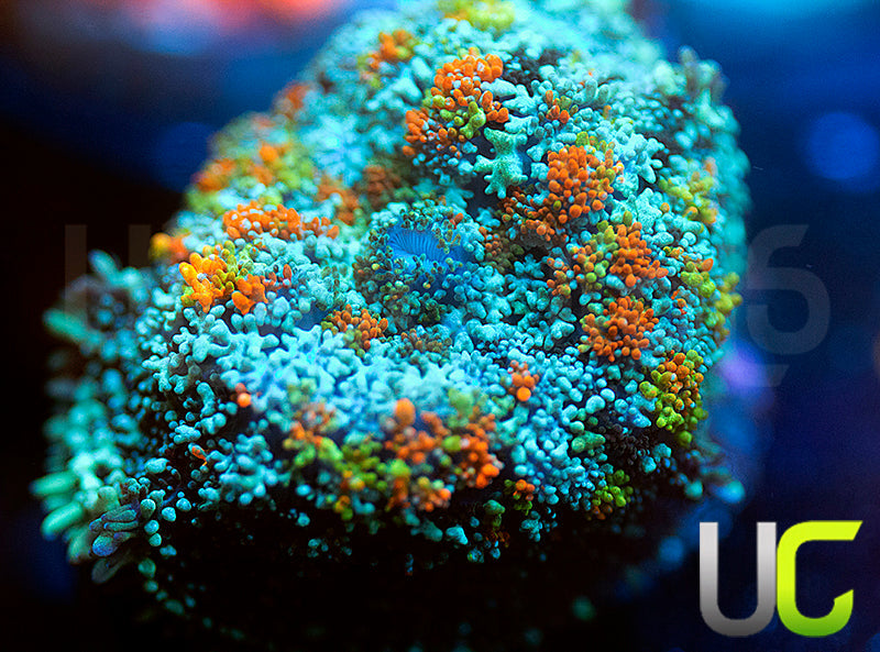 ACC Mega Montauk Mushroom