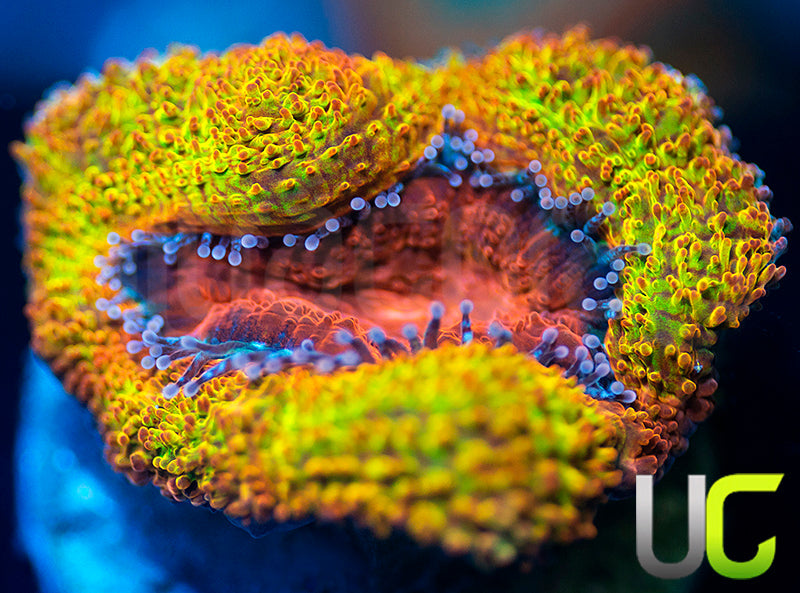 UC Kava Kava Micro Lord