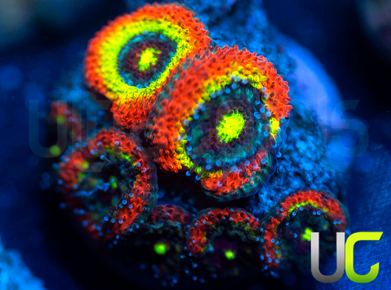 BigR Holy Grail Micro Amakusensis