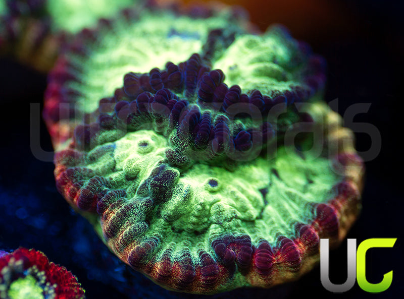 JF Psycho Rainbow Rim Favia