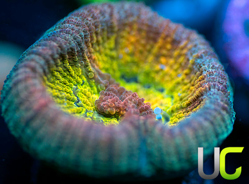 UC Rainbow Goniastrea