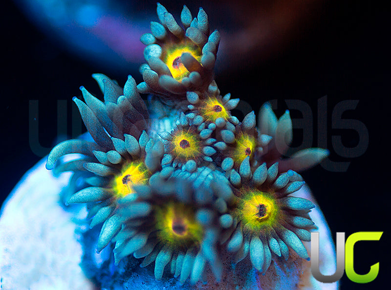 UC Rainbow Wolverine Goni