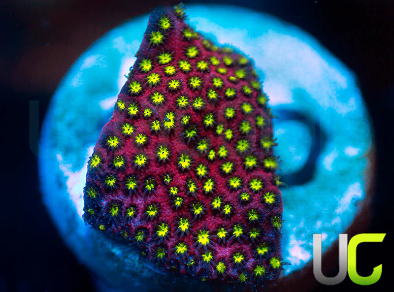 UC Raspberry Pie Stylo