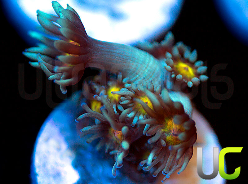 UC Rainbow Wolverine Goni