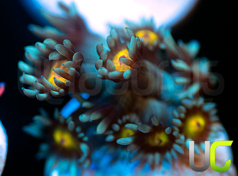 UC Rainbow Wolverine Goni