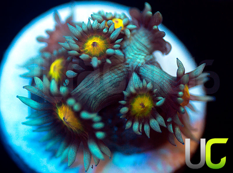 UC Rainbow Wolverine Goni