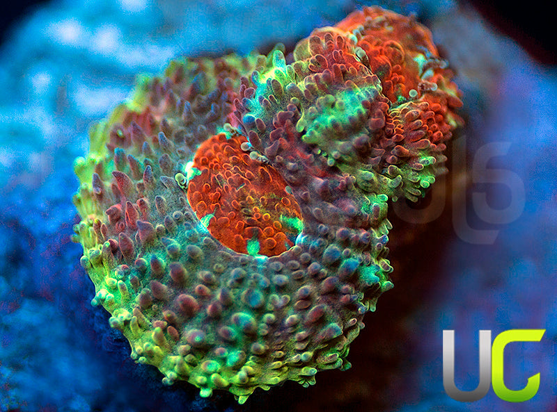 UC Limp Bizkit Micro Amakusensis