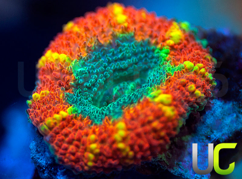 UC Rainbow Swirl Micro Amakusensis