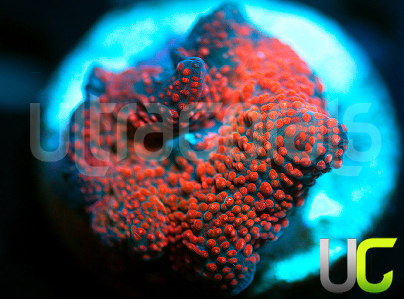 Pinky and the Brain Mushroom