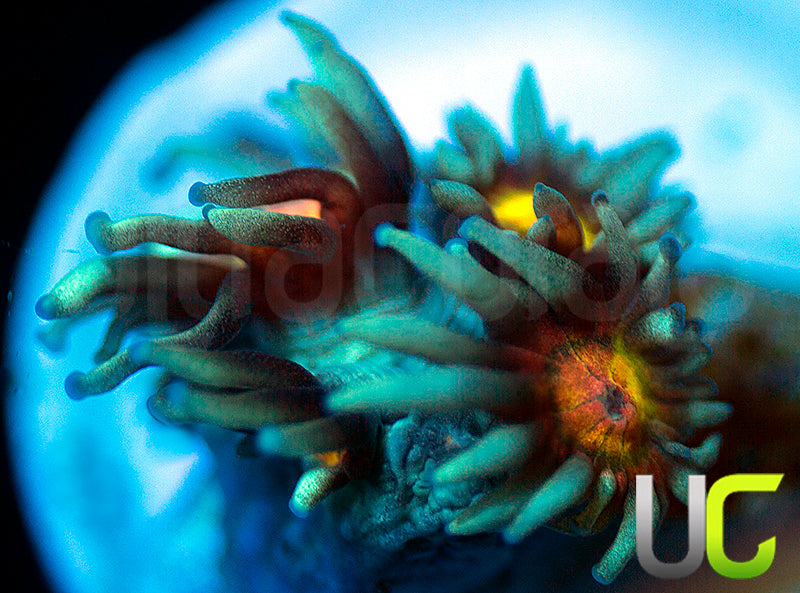 UC Rainbow Wolverine Goni