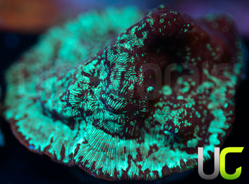 UC Phantom Splash Lepto