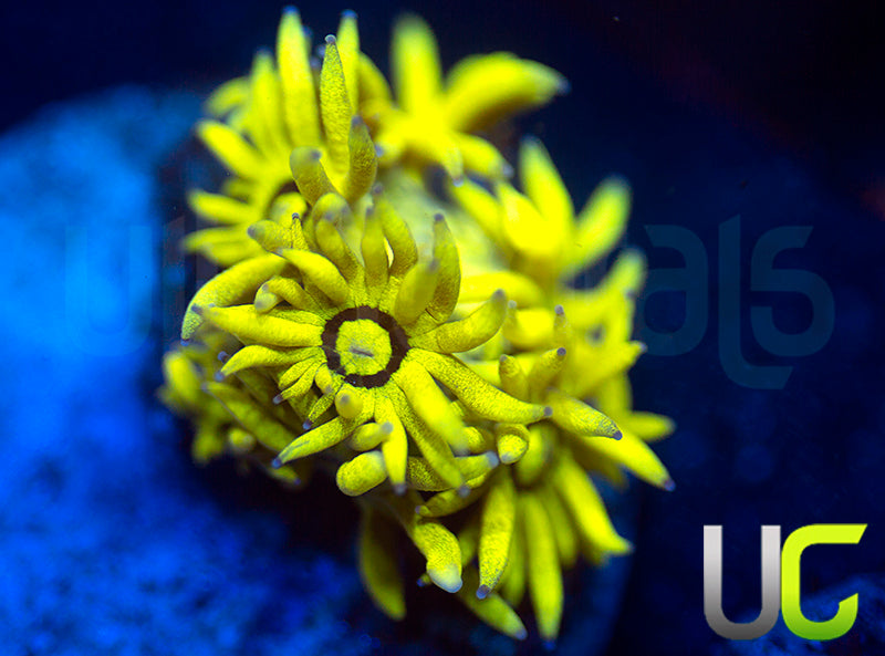 NEW RELEASE: UC Black Canary Goni