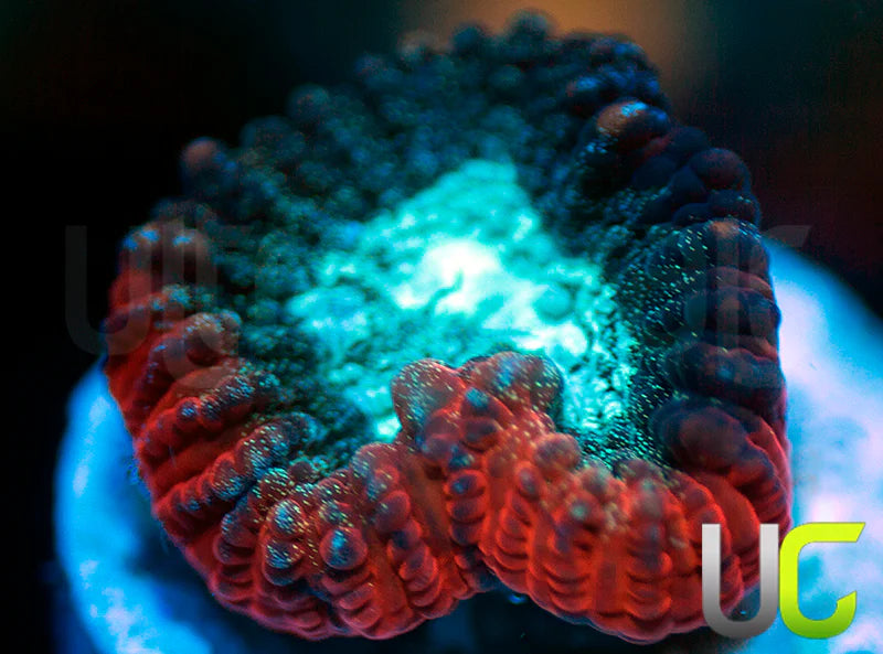 NEW RELEASE: UC Devils Rim Favia