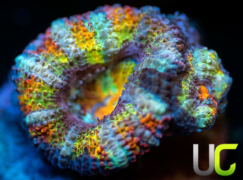 UC Flower Power Micro Lord