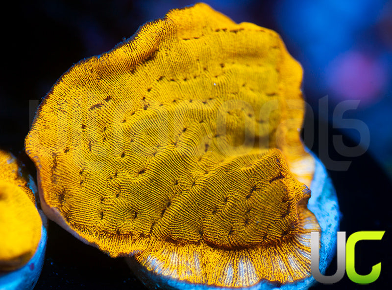 UC Golden Dragon Lepto