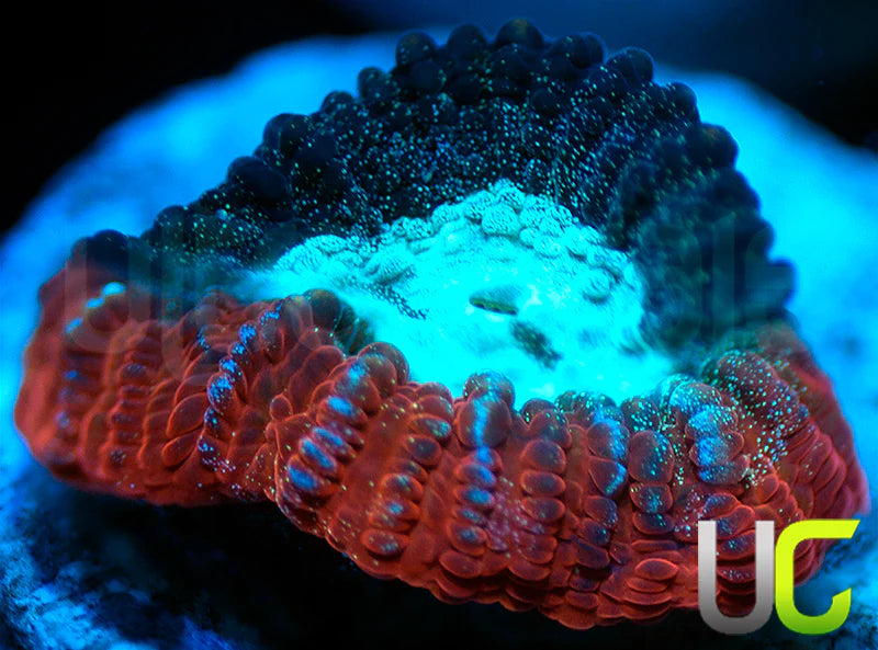 NEW RELEASE: UC Devils Rim Favia