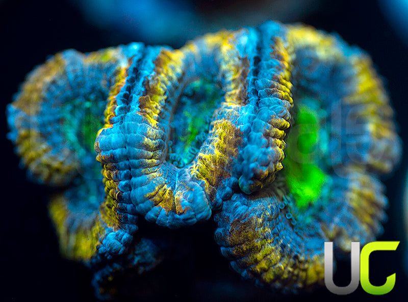 UC Disco Bomb Micro Lord