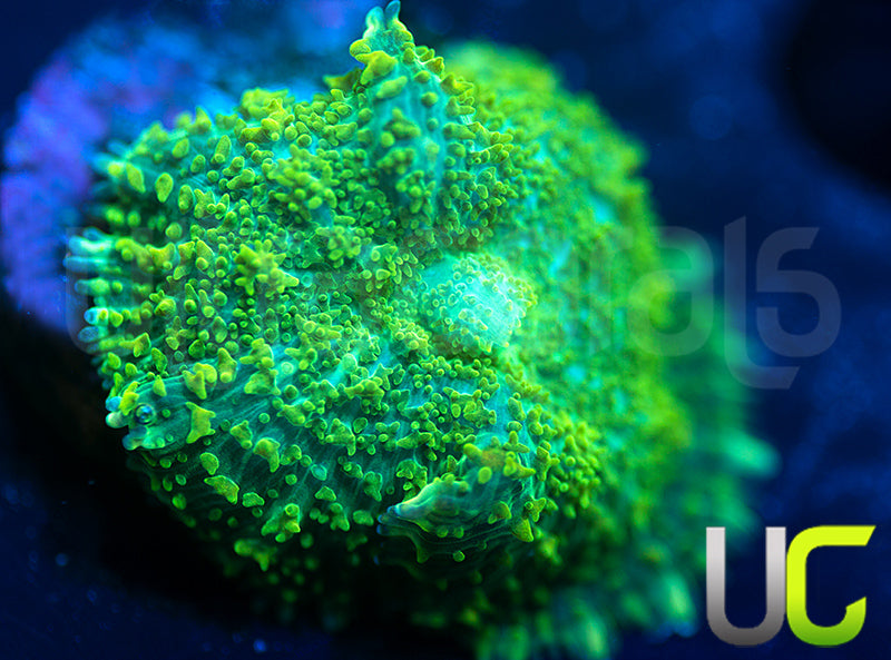 UC Marigold Mushroom